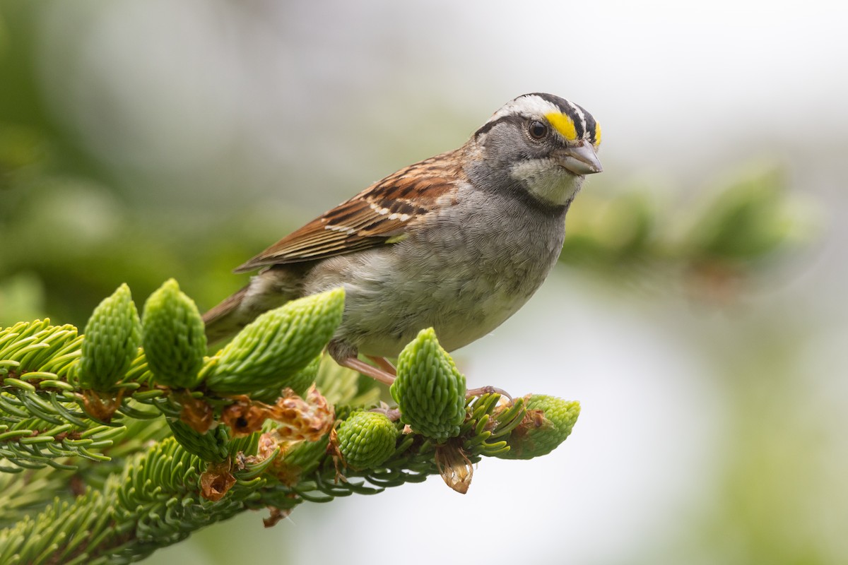 White-throated Sparrow - ML620726503