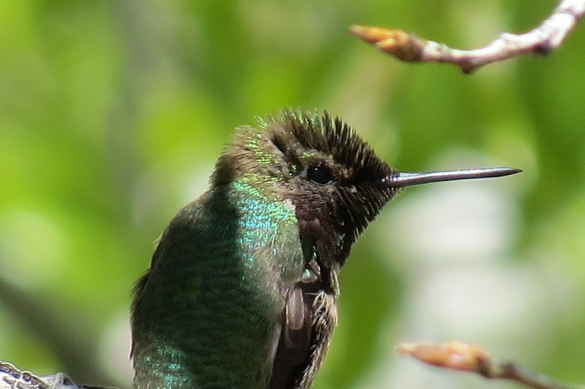 hummingbird sp. - Joanne N