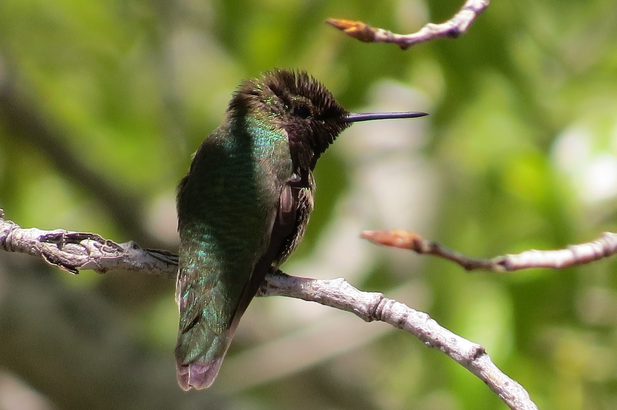 ub. kolibri (Trochilidae sp.) - ML620726509