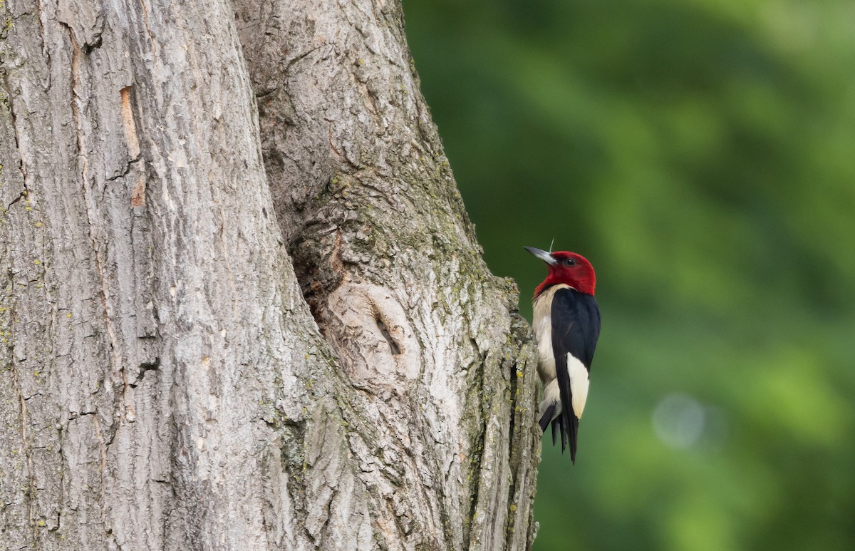 Red-headed Woodpecker - ML620726522