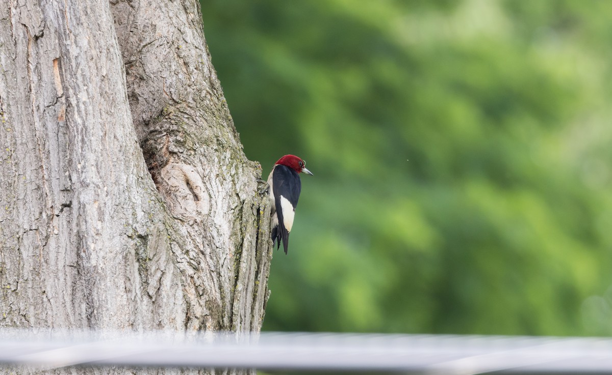 Red-headed Woodpecker - ML620726523