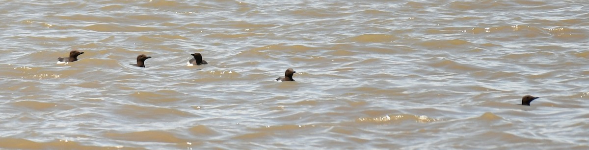 Common Murre - France Carbonneau