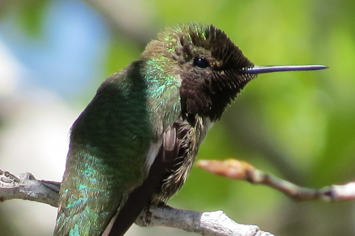 hummingbird sp. - ML620726528