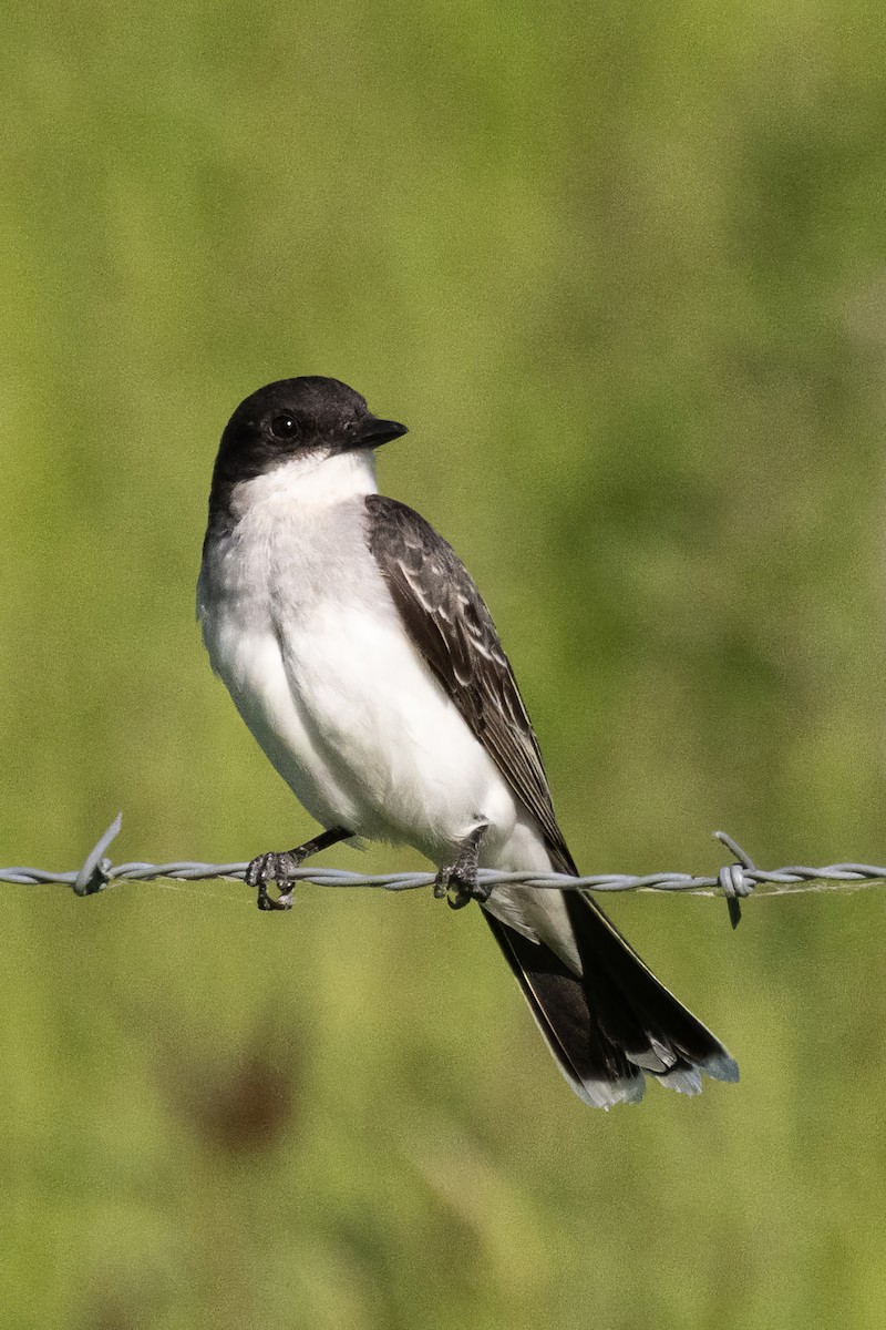 Eastern Kingbird - ML620726529