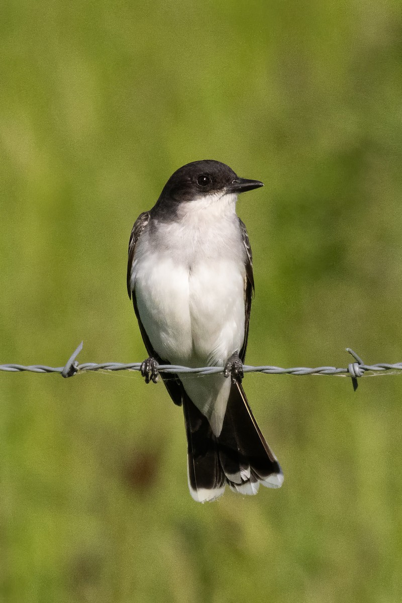 Eastern Kingbird - ML620726530