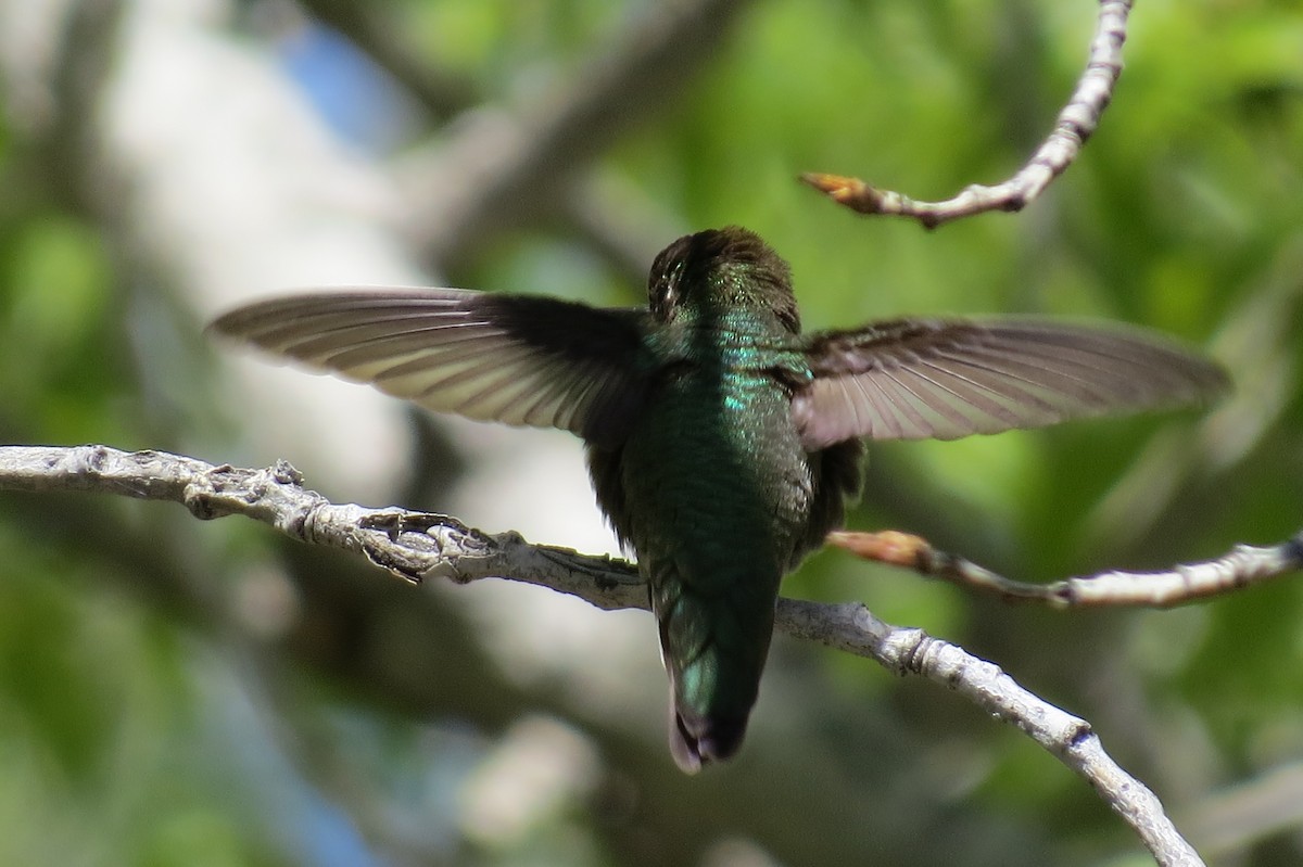 hummingbird sp. - ML620726533