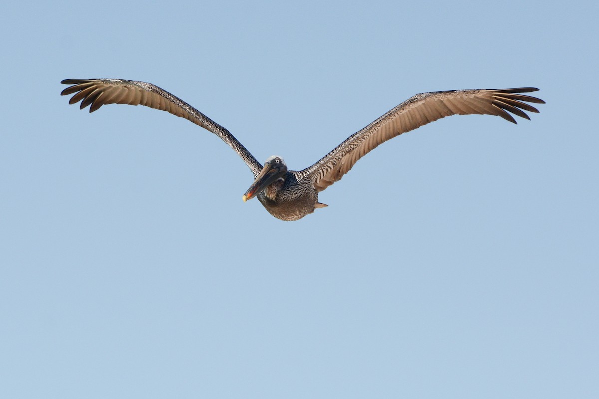 Brown Pelican (Galapagos) - ML620726534