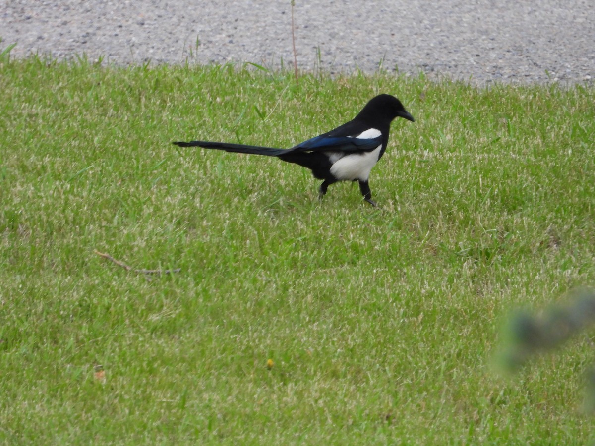 Black-billed Magpie - Chantal Côté