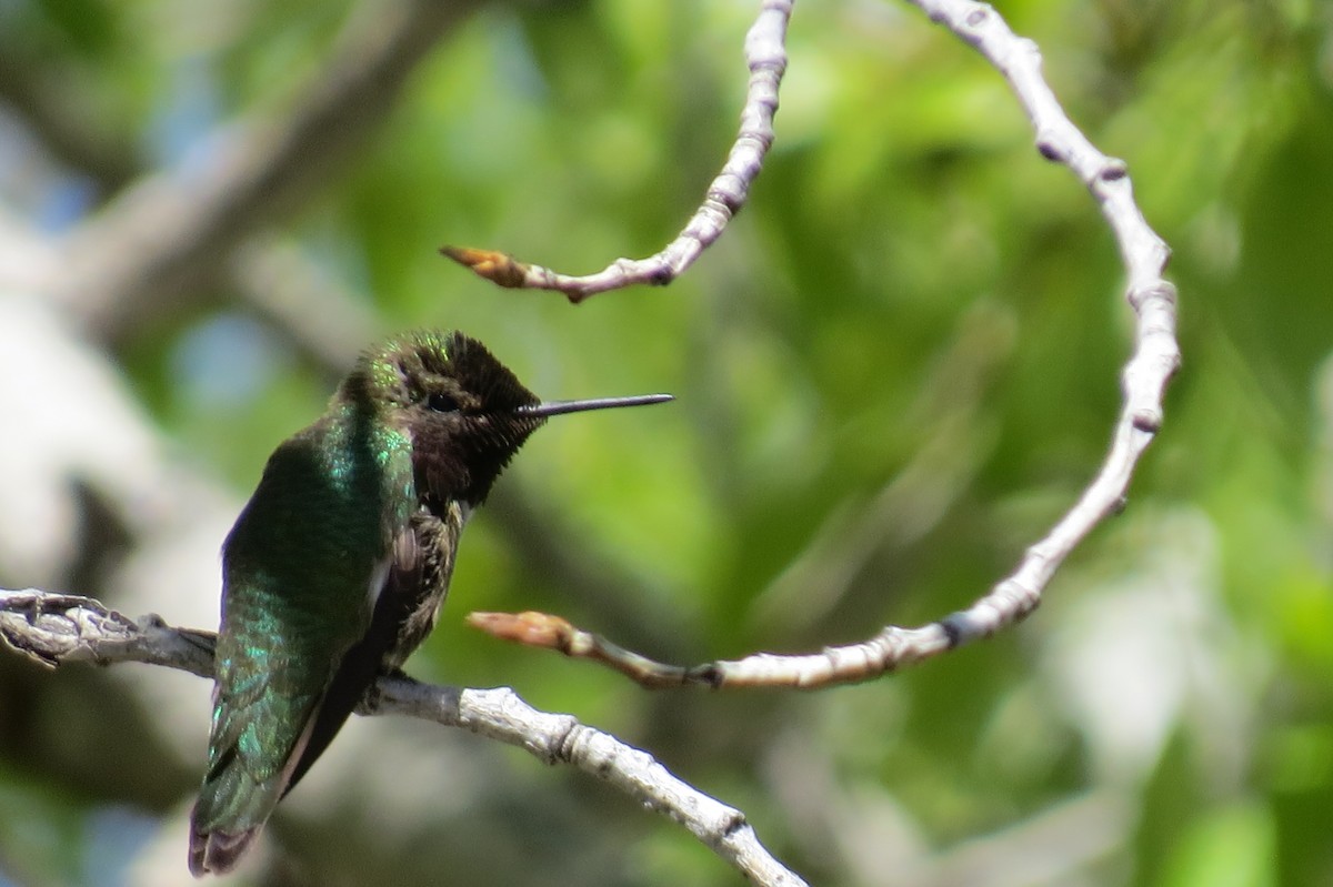 ub. kolibri (Trochilidae sp.) - ML620726538