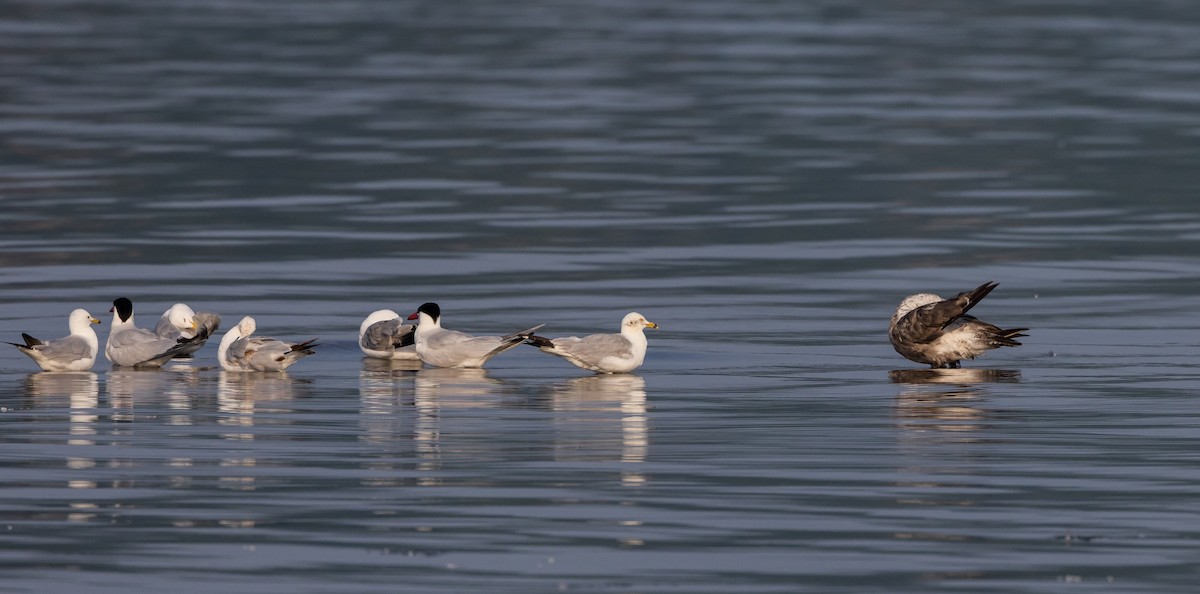 Goéland argenté (smithsonianus) - ML620726550