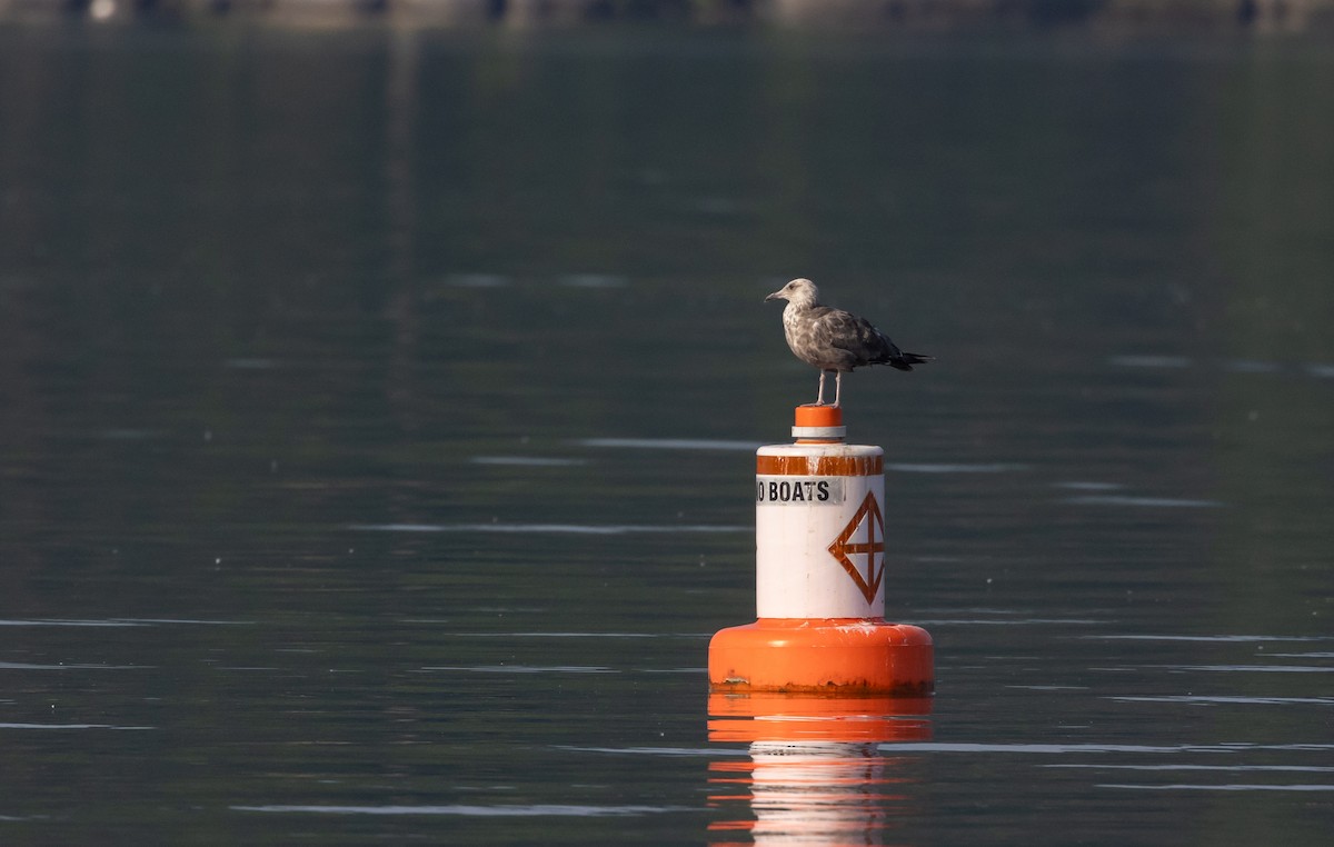 Herring Gull (American) - ML620726553