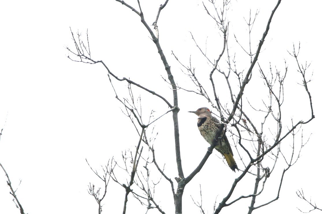 Northern Flicker (Yellow-shafted) - ML620726558