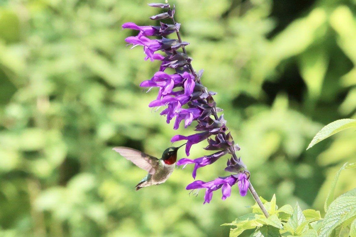 Colibri à gorge rubis - ML620726569