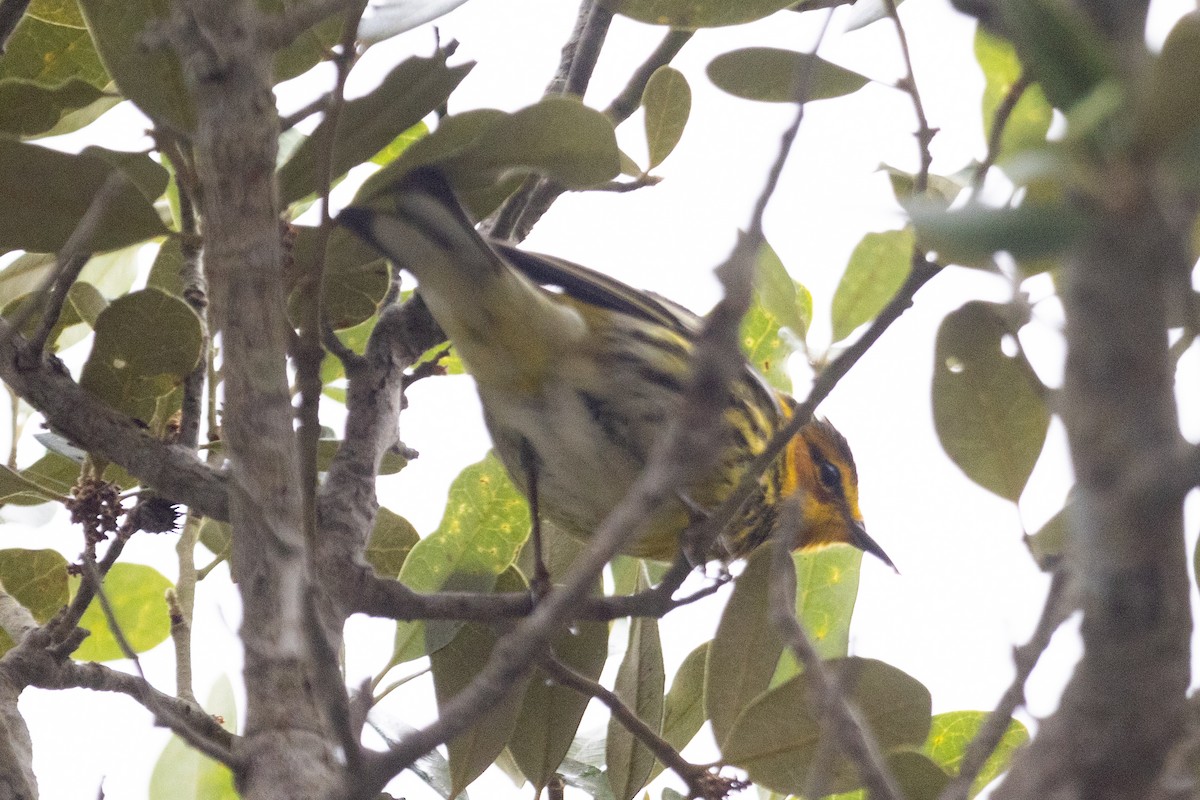 Cape May Warbler - ML620726570