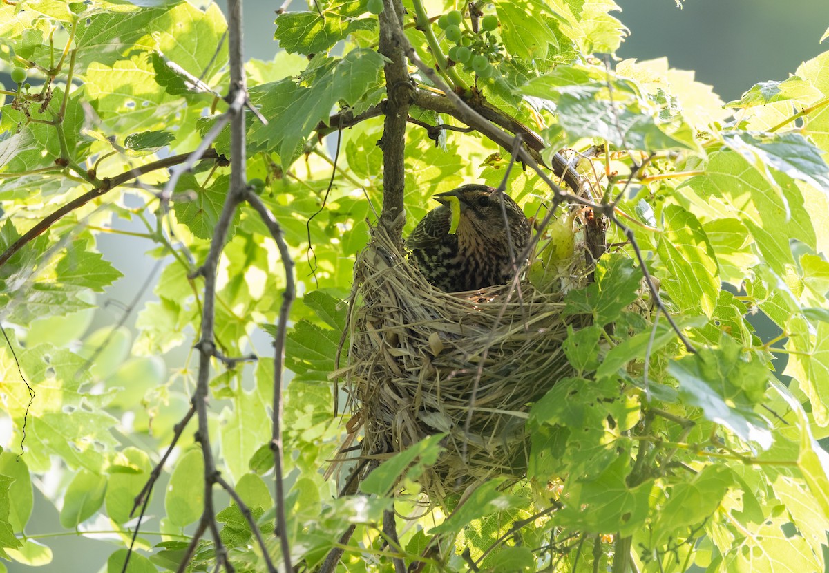 Red-winged Blackbird (Red-winged) - ML620726572