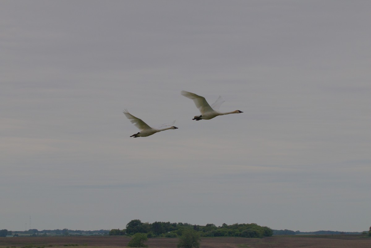 Trumpeter Swan - ML620726574