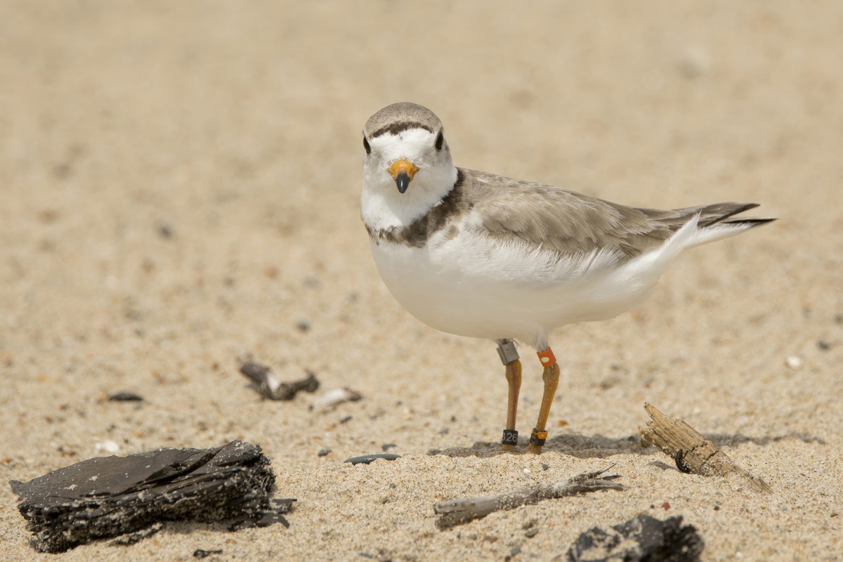 Piping Plover - Michael Bowen