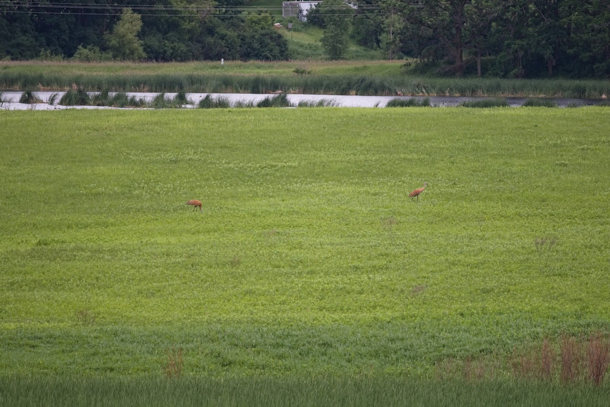 Sandhill Crane - ML620726586