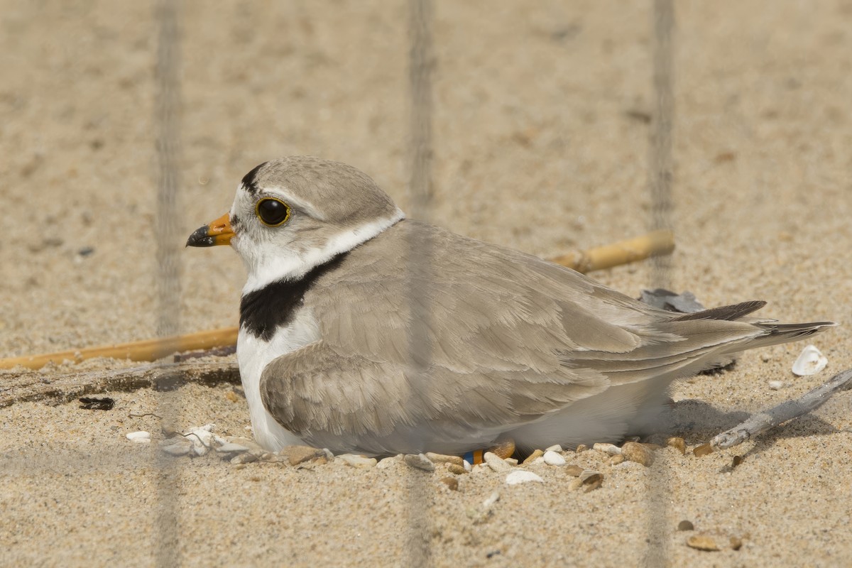 Piping Plover - ML620726593