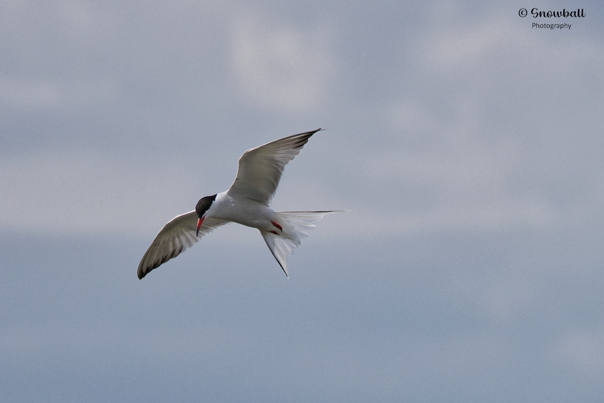 Common Tern - ML620726599