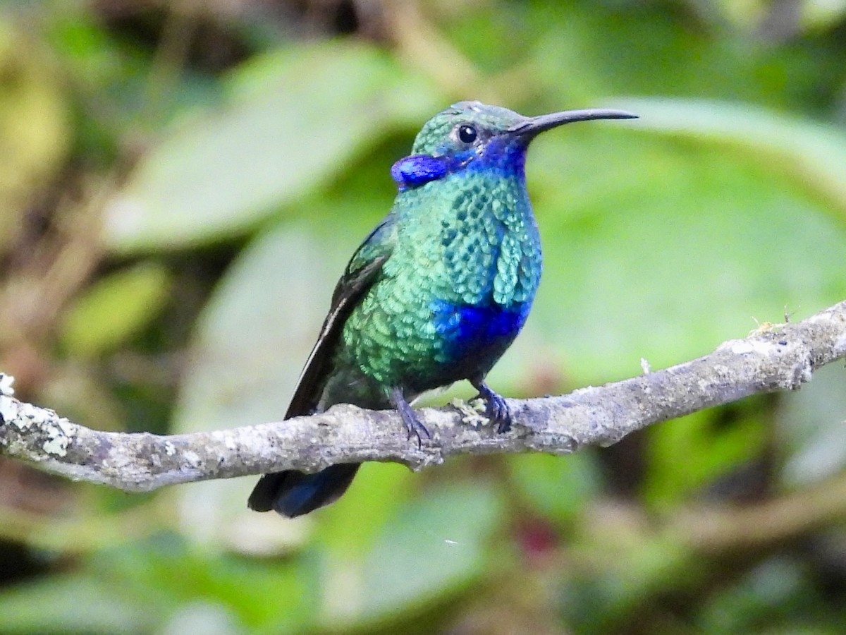 eBird Checklist - 22 Jun 2024 - Reserva Zuro Loma - 25 species