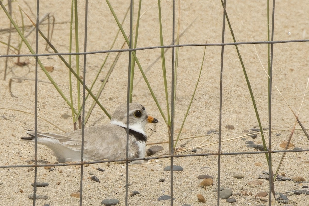 Piping Plover - ML620726613