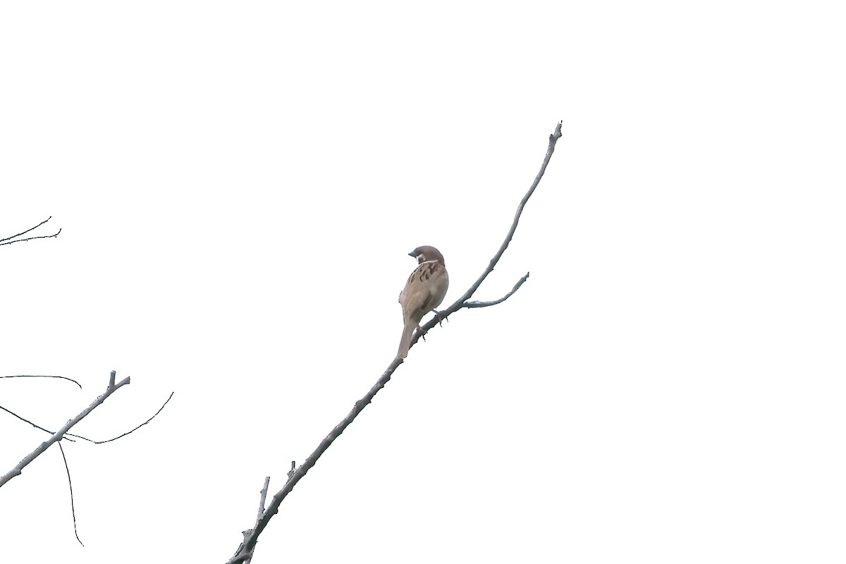 Eurasian Tree Sparrow - ML620726619