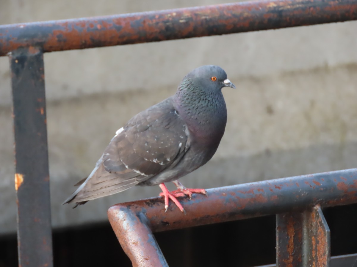 Rock Pigeon (Feral Pigeon) - ML620726627