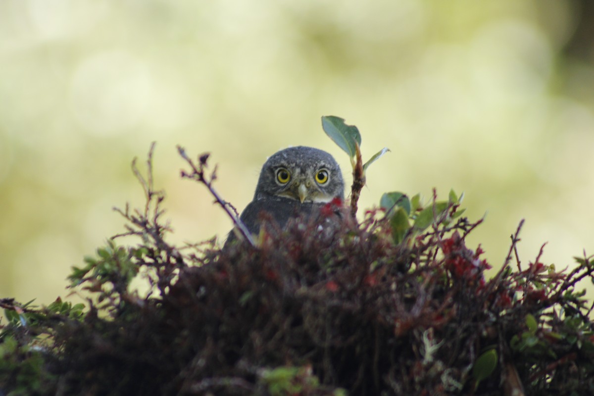Costa Rican Pygmy-Owl - ML620726629