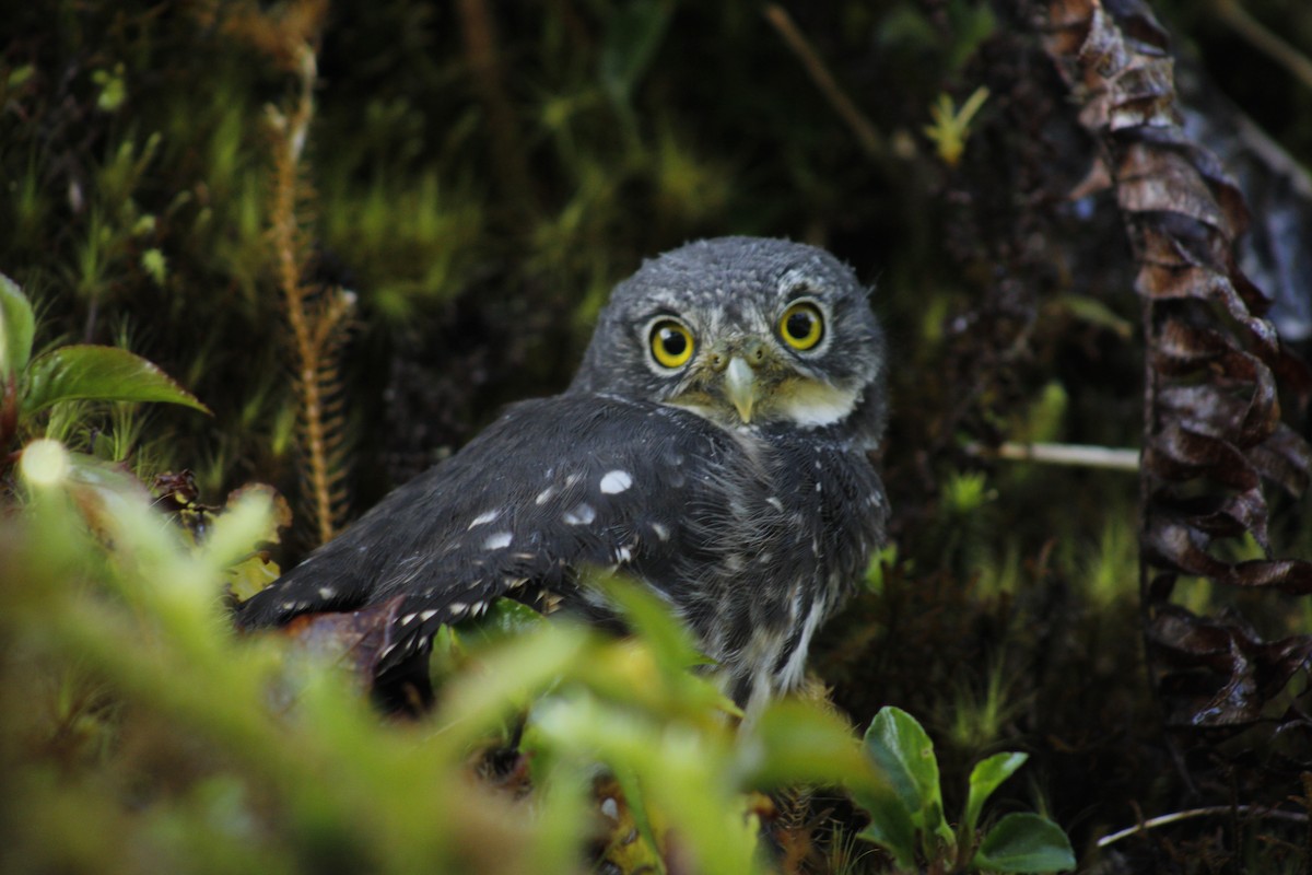 Costa Rican Pygmy-Owl - ML620726630