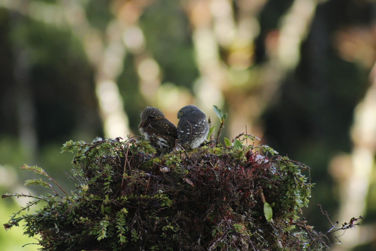 Costa Rican Pygmy-Owl - ML620726631