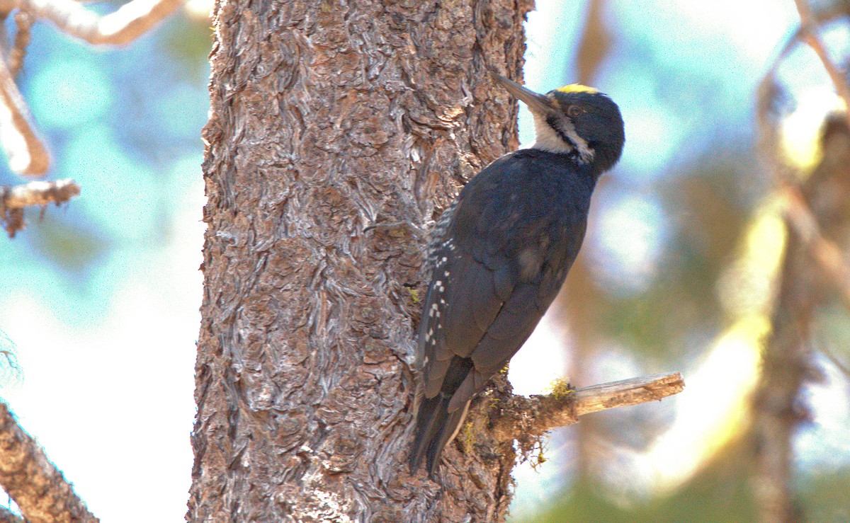 Black-backed Woodpecker - ML620726644