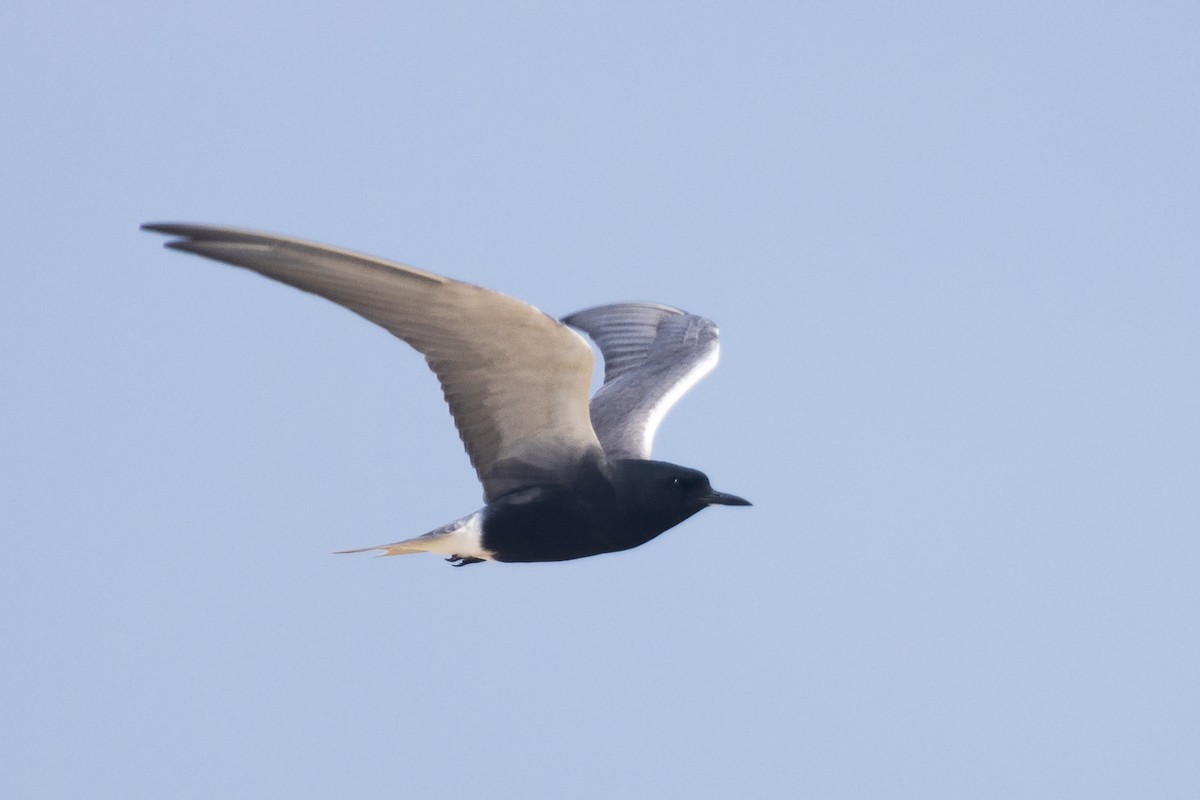 Black Tern - ML620726646