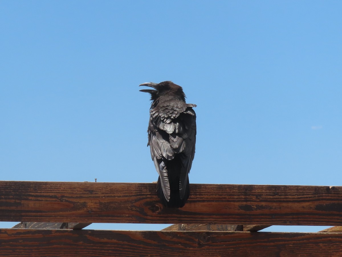 Common Raven - ML620726651