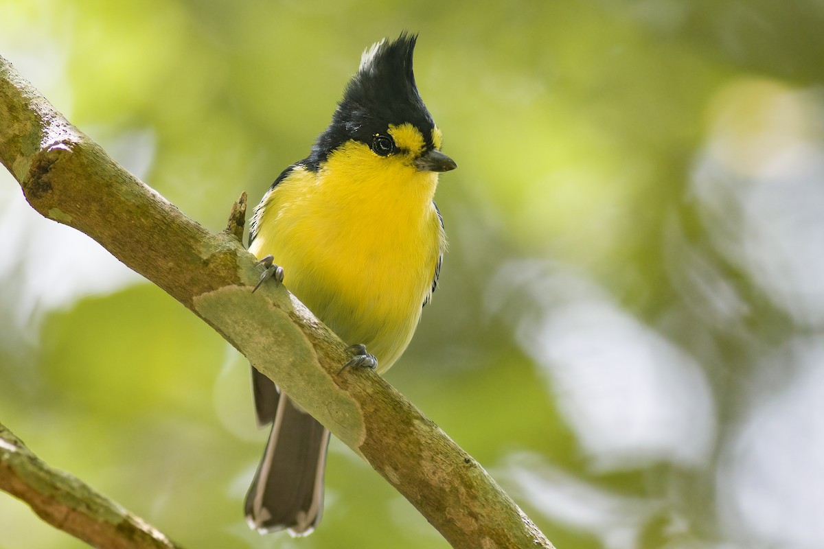 Taiwan Yellow Tit - ML620726656