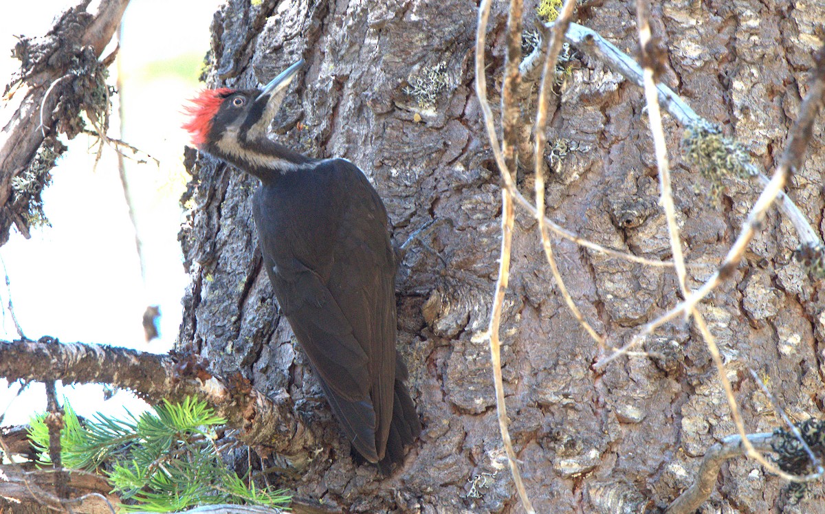 Pileated Woodpecker - ML620726665