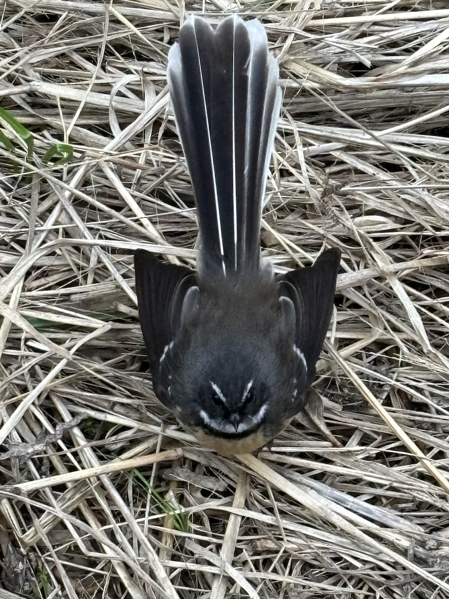 New Zealand Fantail - Brent Booker