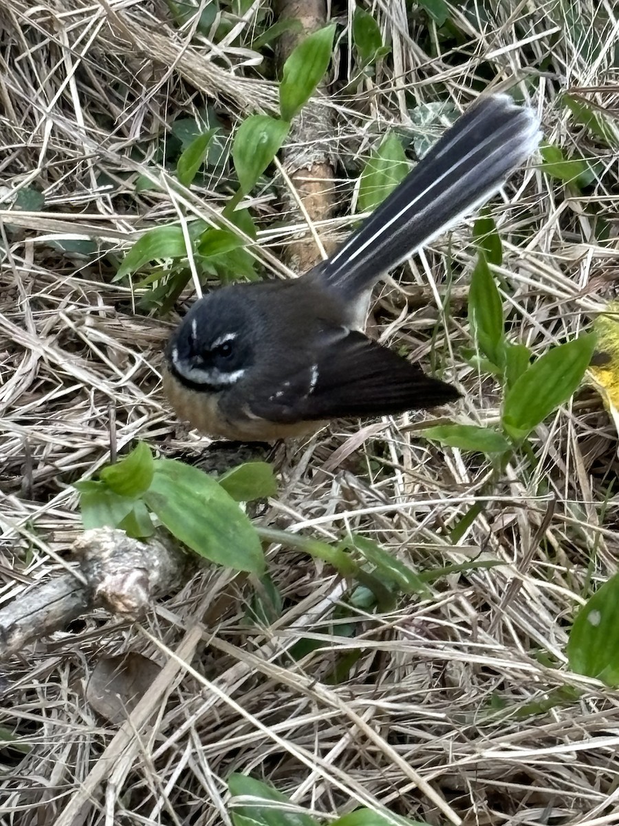 New Zealand Fantail - ML620726668