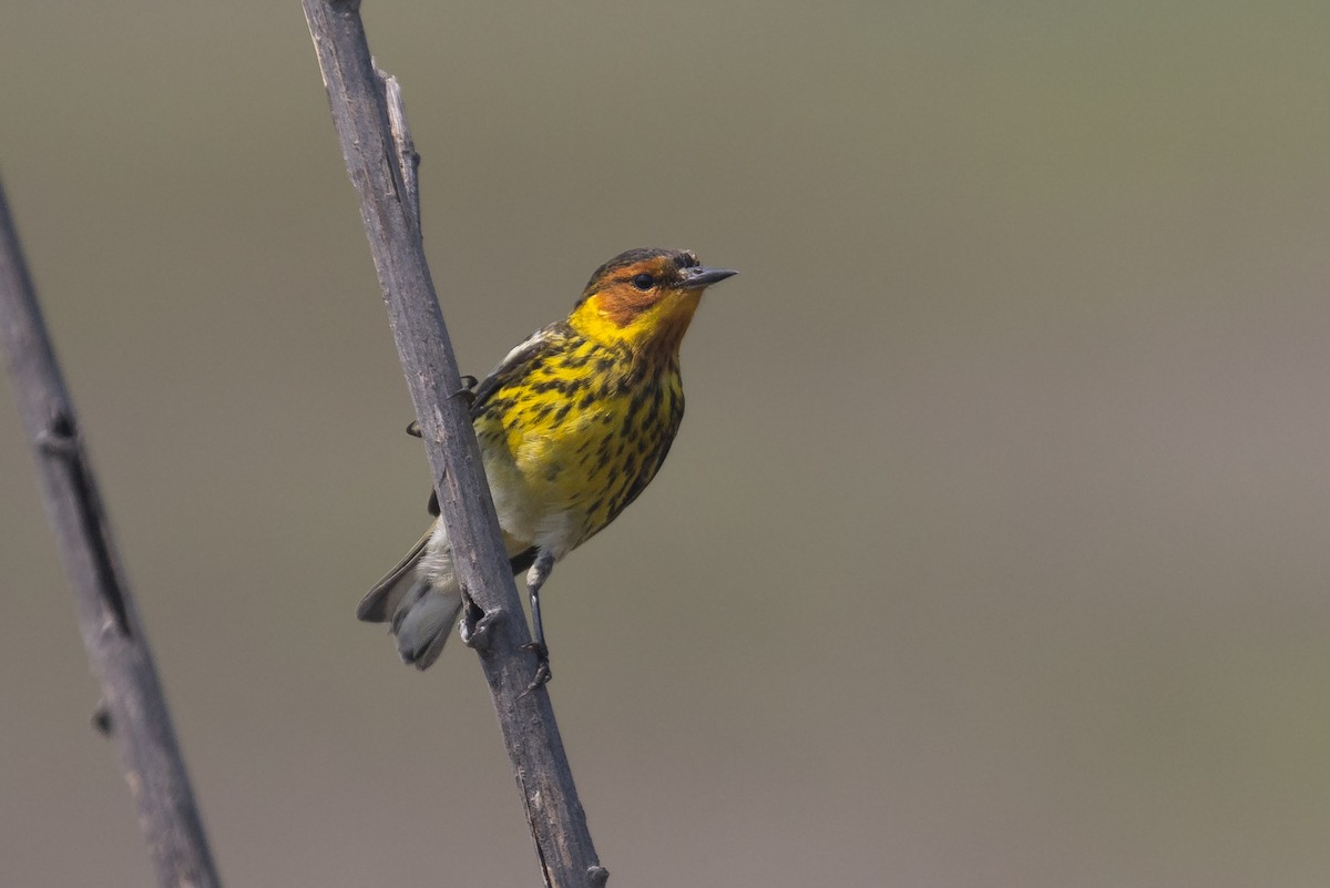 Cape May Warbler - ML620726674