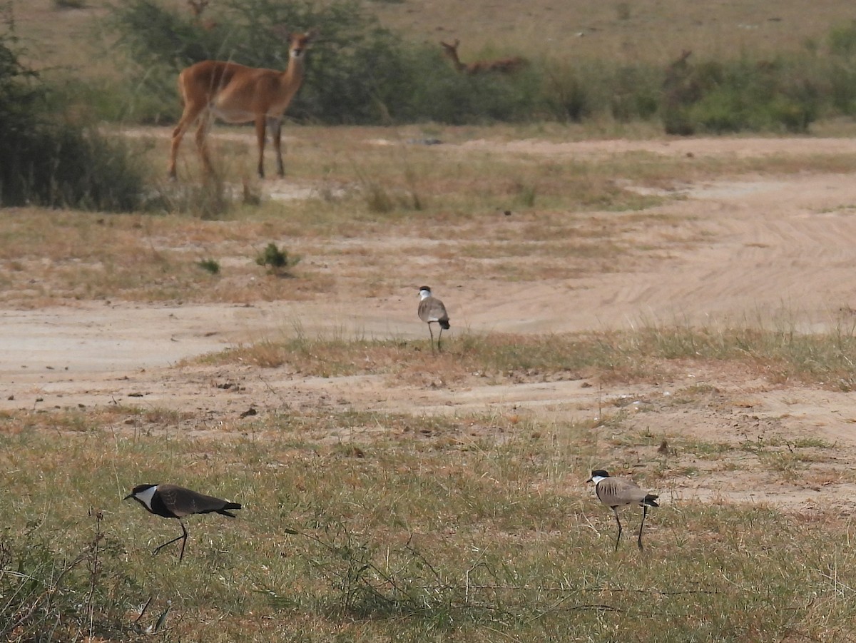 Spur-winged Lapwing - ML620726676