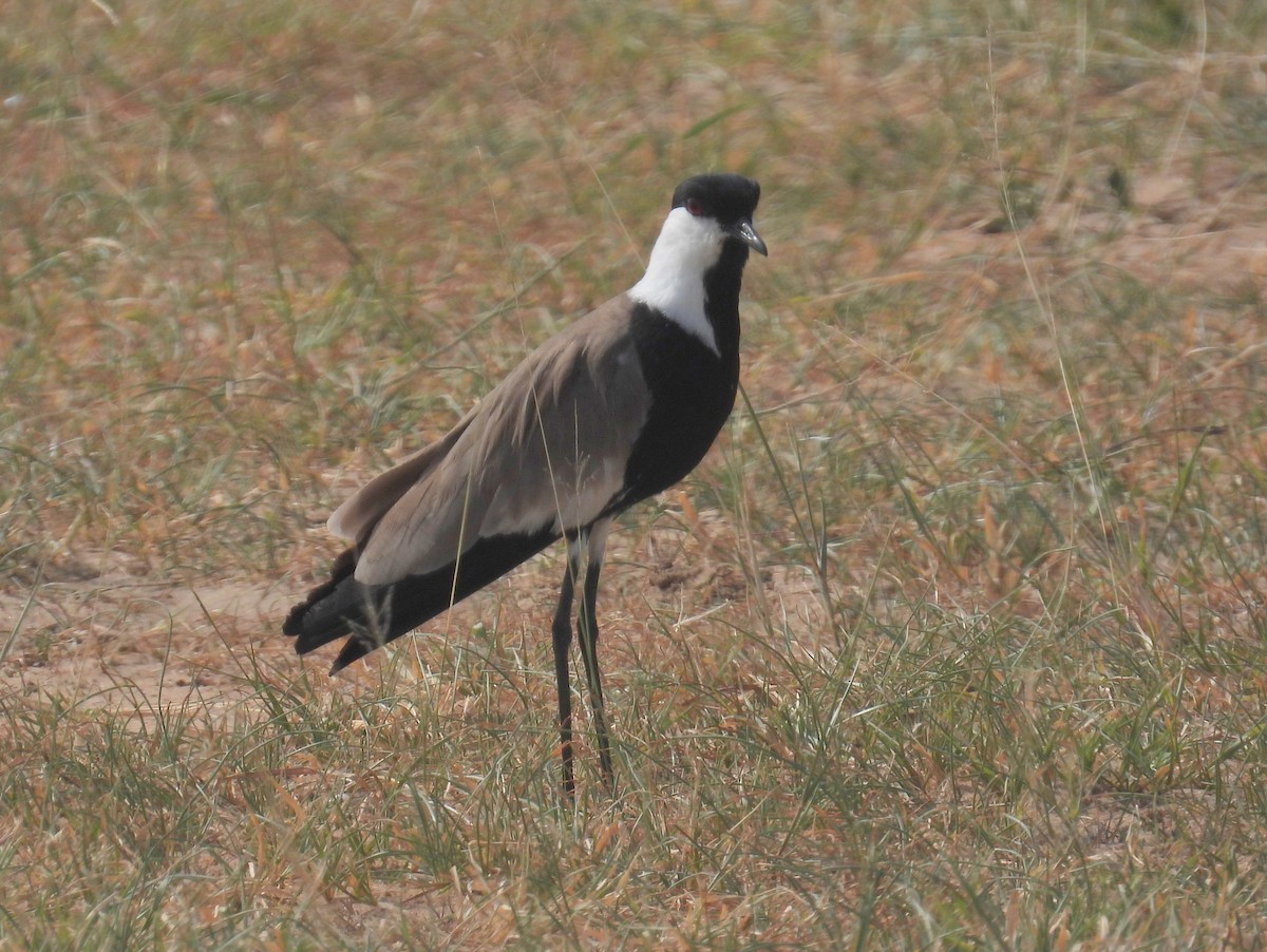 Spur-winged Lapwing - bob butler