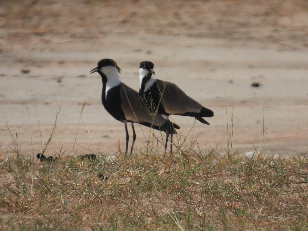 Spur-winged Lapwing - ML620726679