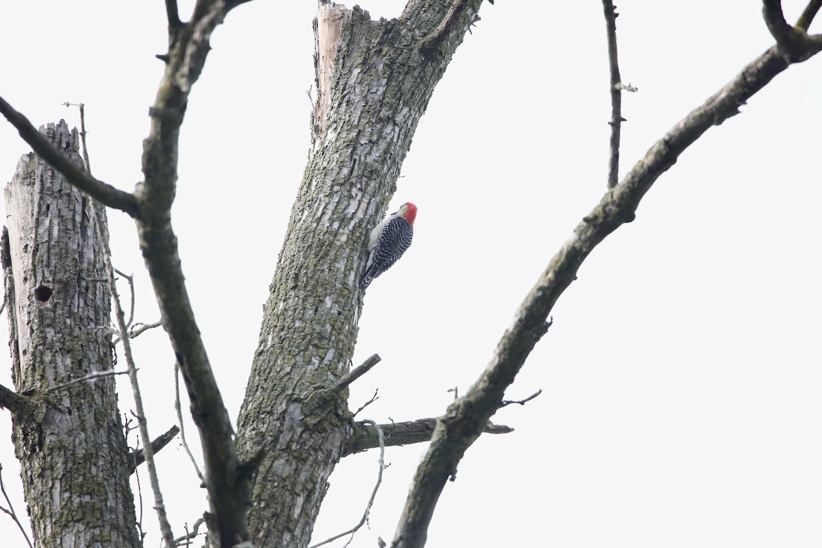 Red-bellied Woodpecker - ML620726695