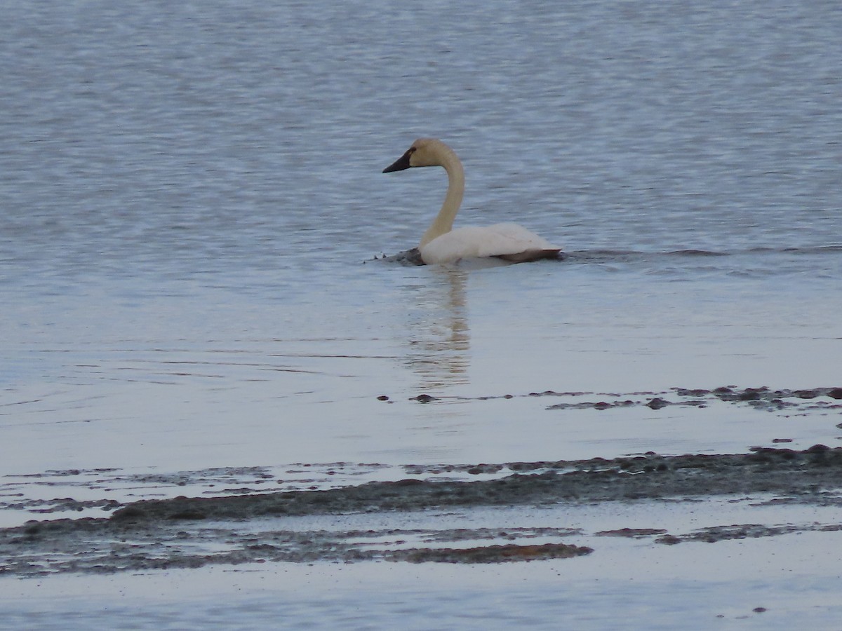 Tundra Swan - ML620726698