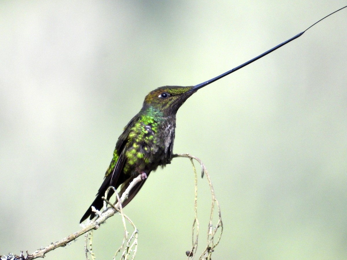 Sword-billed Hummingbird - Chris Butler