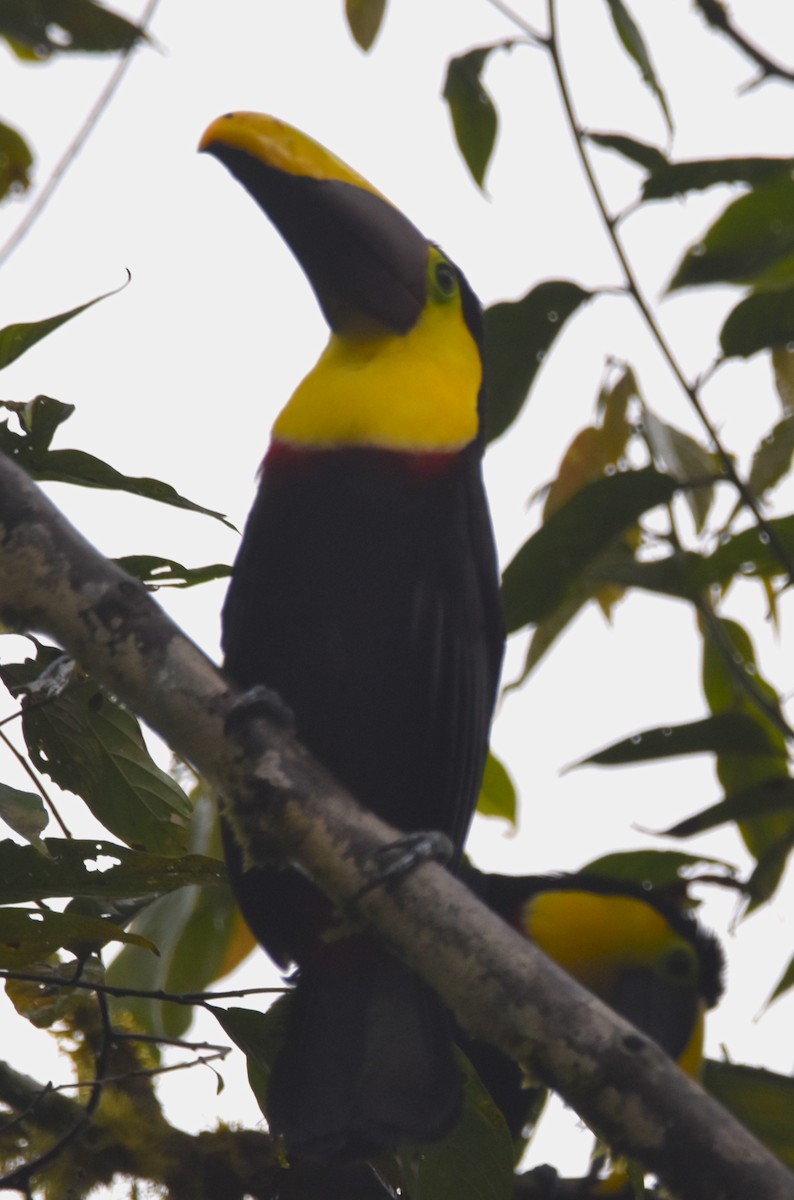 Yellow-throated Toucan (Chestnut-mandibled) - ML620726715