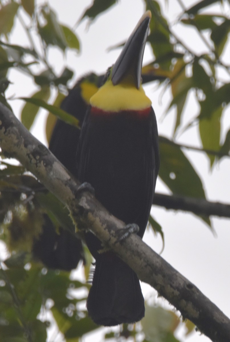 Yellow-throated Toucan (Chestnut-mandibled) - ML620726716
