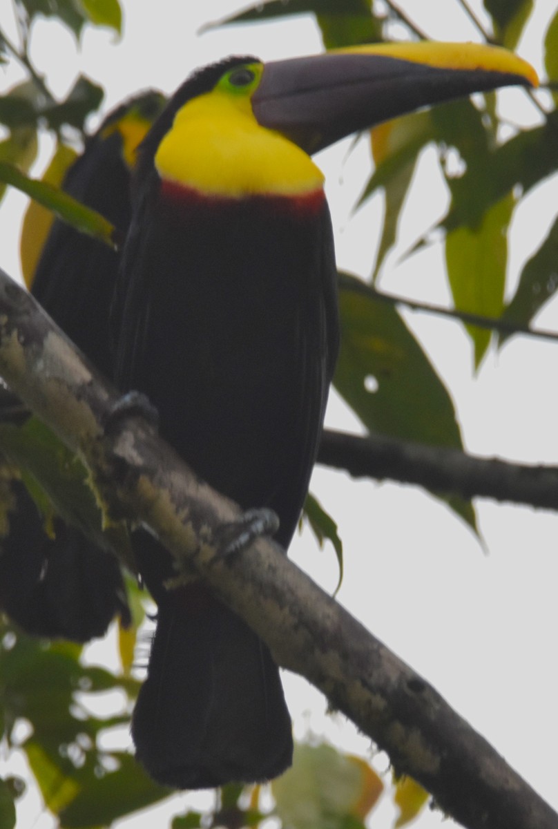 Yellow-throated Toucan (Chestnut-mandibled) - ML620726717