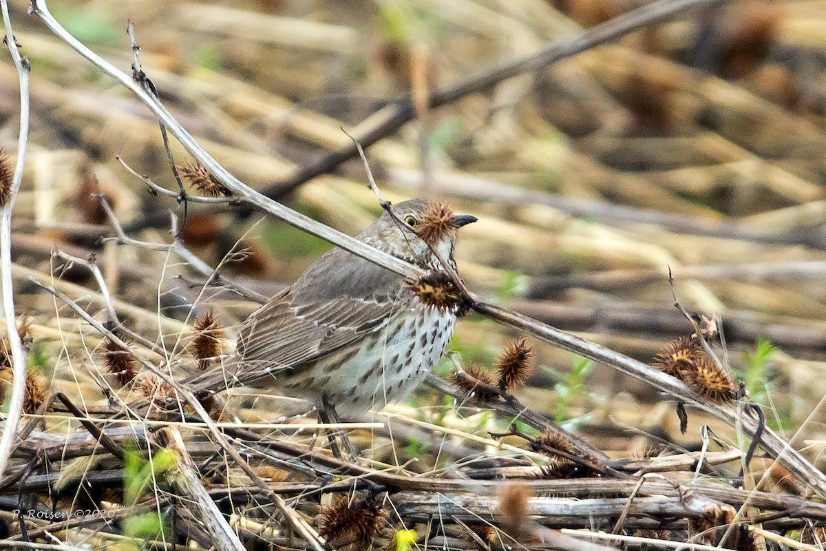 Sage Thrasher - ML620726725