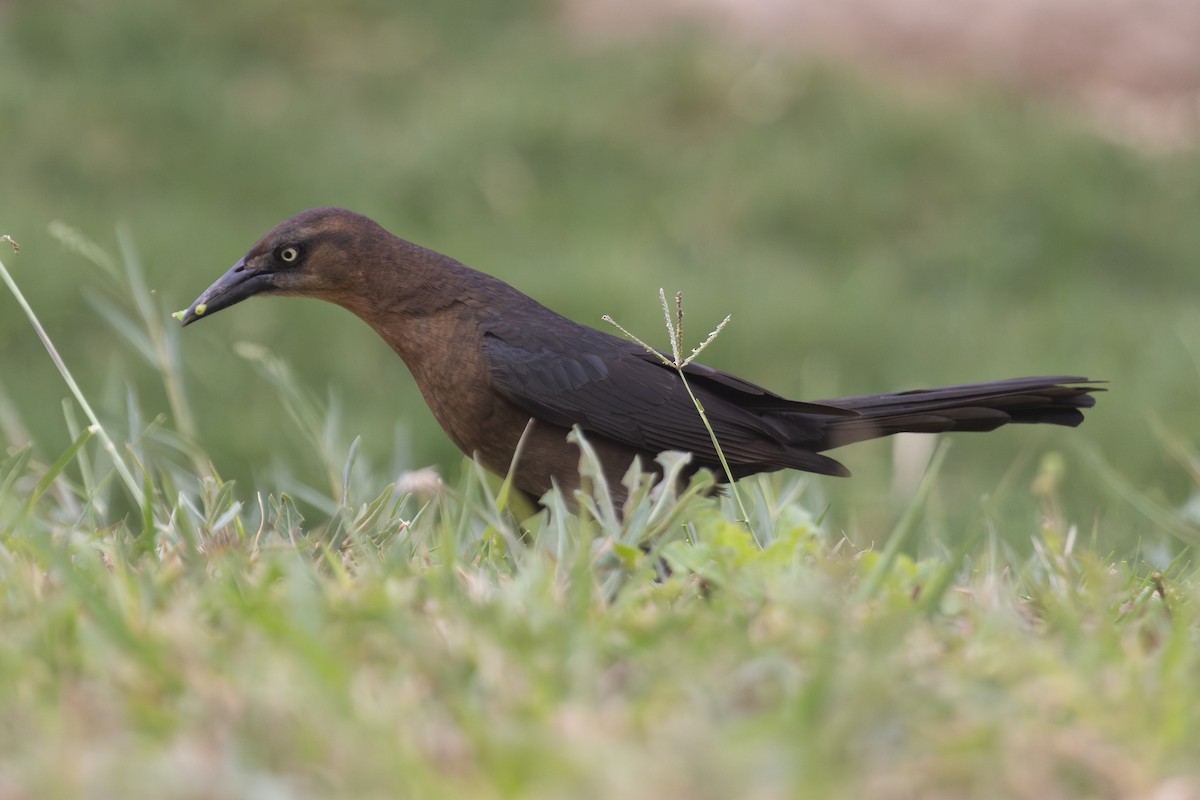 Great-tailed Grackle - ML620726732